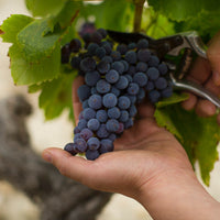 Maison Brotte Père Anselme “La Fiole du Pape” Châteauneuf-du-Pape