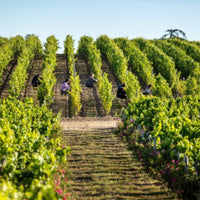 Château Figeac Saint-Émilion 2020