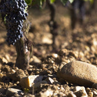 Château Figeac Saint-Émilion 2020