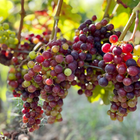 Grand Vin de Leoville du Marquis de Las Cases Saint-Julien 2020