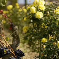 Château Smith Haut Lafitte Pessac-Léognan 2015