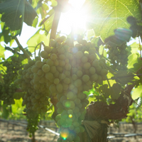 Moon Hollow Grenache 2019