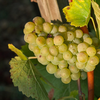 Domaine Olivier Santenay "Clos des Champs Carafe" 2016