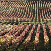 Domaine Olivier Santenay "Clos des Champs Carafe" 2016