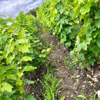 Château Montrose Saint-Estèphe 2016