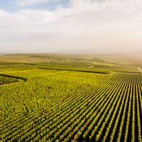 Champagne Louis de Sacy Grand Cru