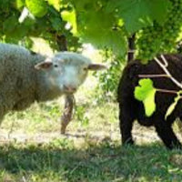 Château de Saint-Martin Côtes de Provence White 2023