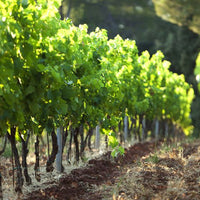 Château de Saint-Martin Rosé Grande Reserve Côtes de Provence Cru Classé 2023