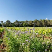 Château de Saint-Martin Côtes de Provence White 2017