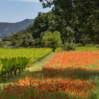 Mas des Infermières Rouge Luberon 2020