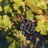 Château Magdeleine Bouhou Grand Vin 2016