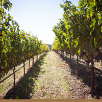 Moon Hollow 2021 Sauvignon Blanc