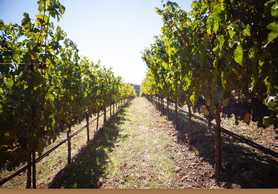 Moon Hollow 2021 Sauvignon Blanc
