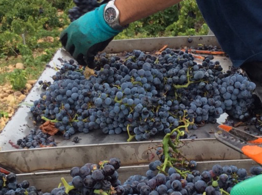 Domaine du Père Caboche Châteauneuf-du-Pape 2021