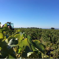 Domaine du Père Caboche Châteauneuf-du-Pape 2021