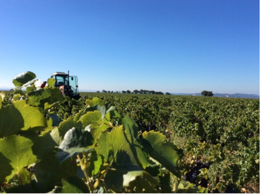 Domaine du Père Caboche Châteauneuf-du-Pape 2021