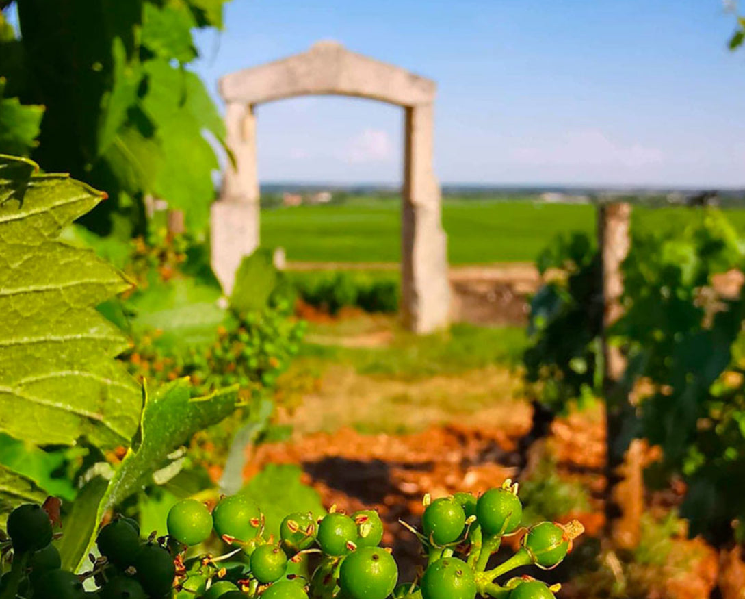 Domaine Jean Chartron Corton-Charlemagne Grand Cru 2022