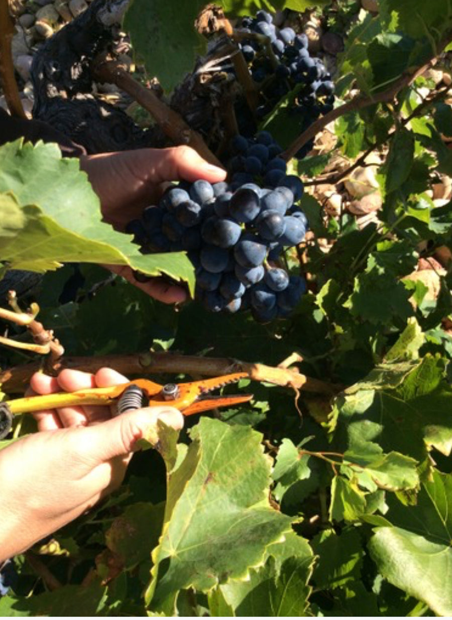 Domaine du Père Caboche Châteauneuf-du-Pape 2021