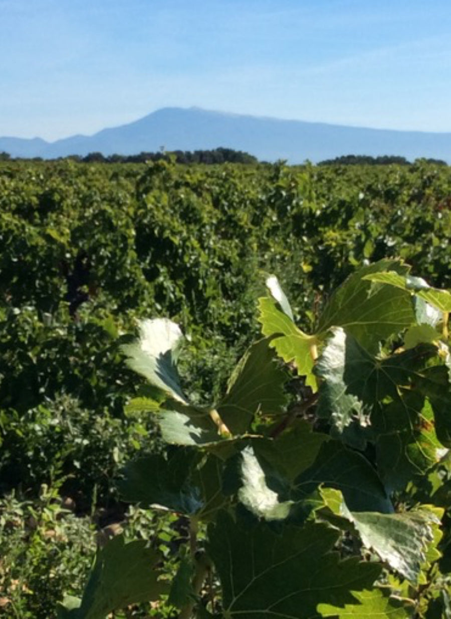 Domaine du Père Caboche Châteauneuf-du-Pape 2021