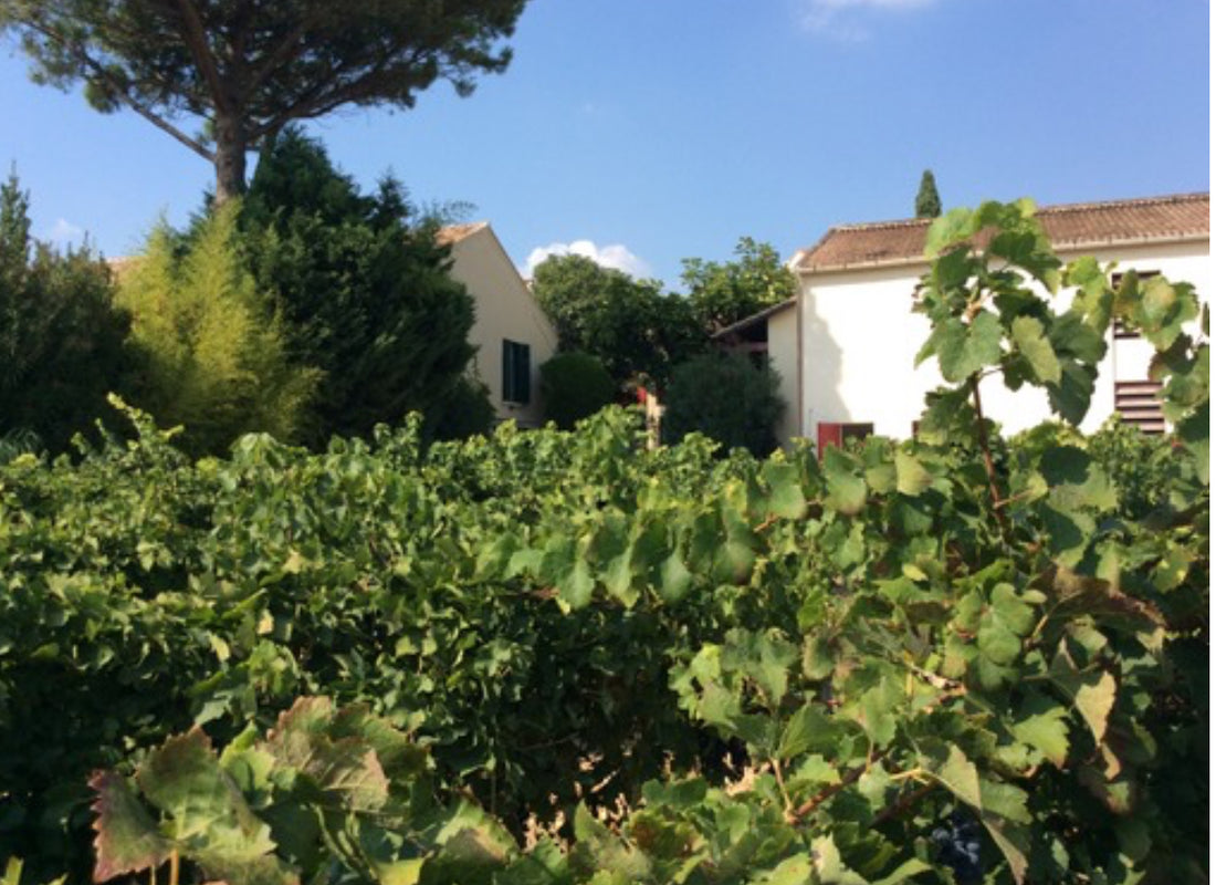 Domaine du Père Caboche Châteauneuf-du-Pape 2021