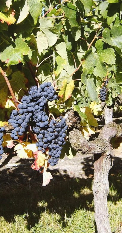 Château de Respide Red Graves 2021