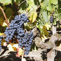 Château de Respide Red Graves 2021