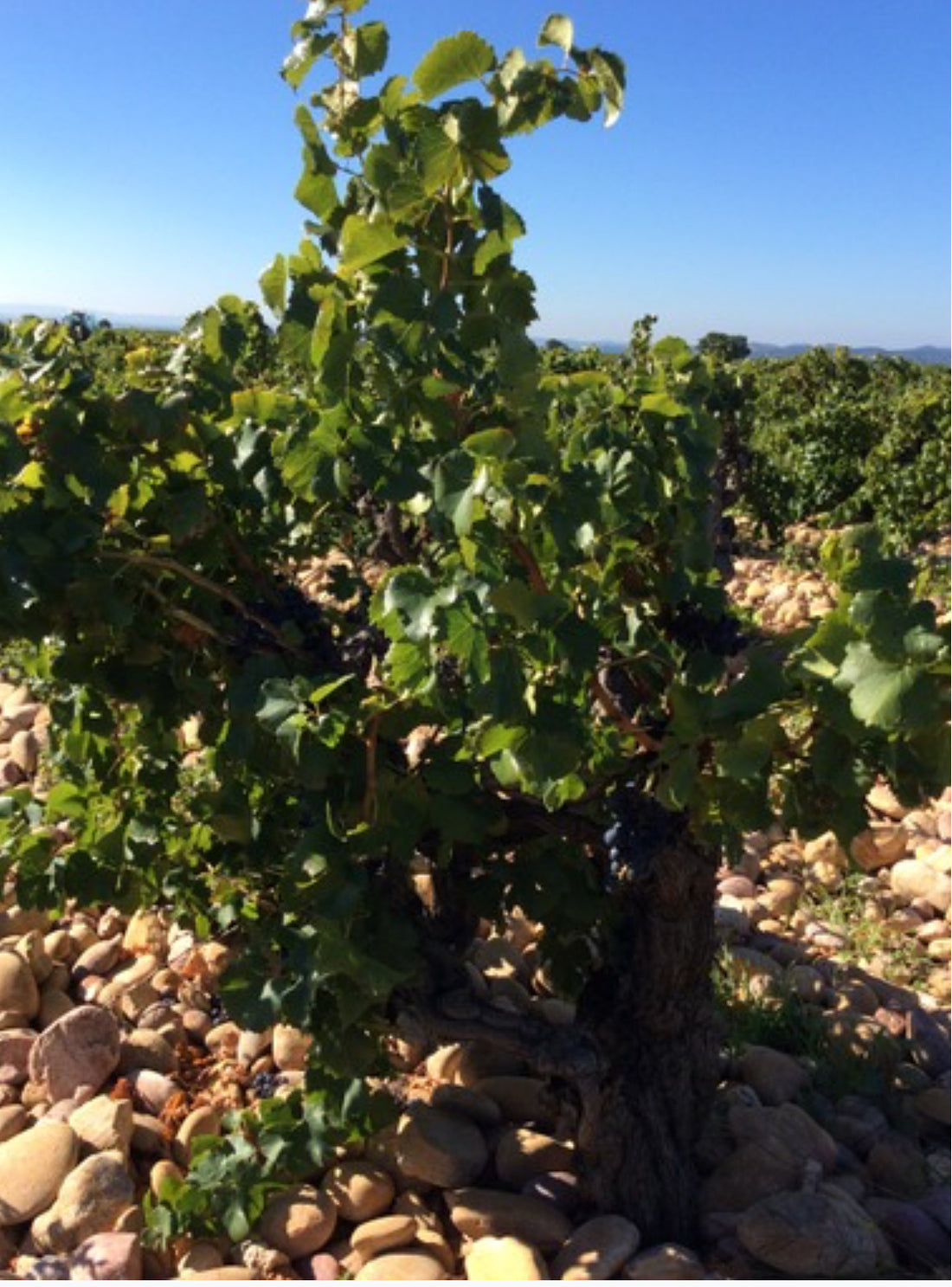 Domaine du Père Caboche Châteauneuf-du-Pape 2021