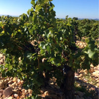 Domaine du Père Caboche Châteauneuf-du-Pape 2021