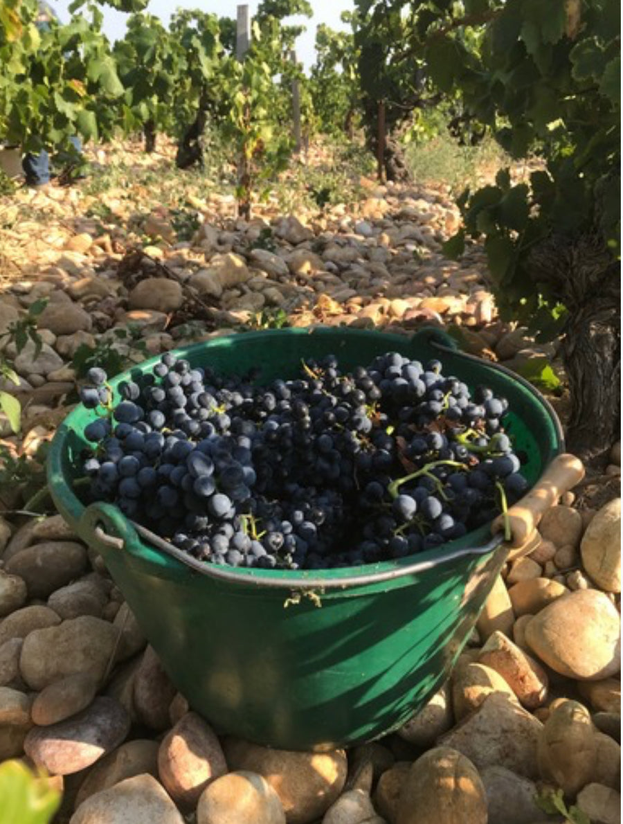 Domaine du Père Caboche Châteauneuf-du-Pape 2021