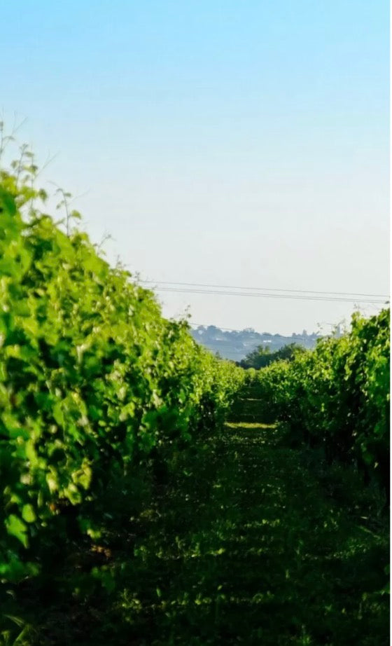 Château de Respide Red Graves 2021