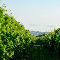 Château de Respide Red Graves 2021