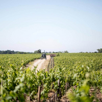 Château Pontet Canet Pauillac 2010