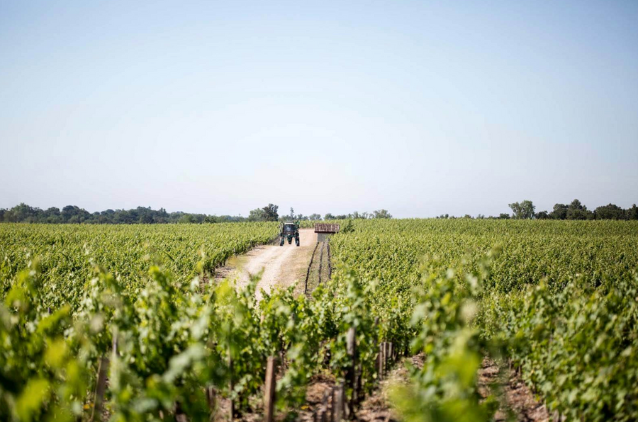 Château Pontet Canet Pauillac 2010