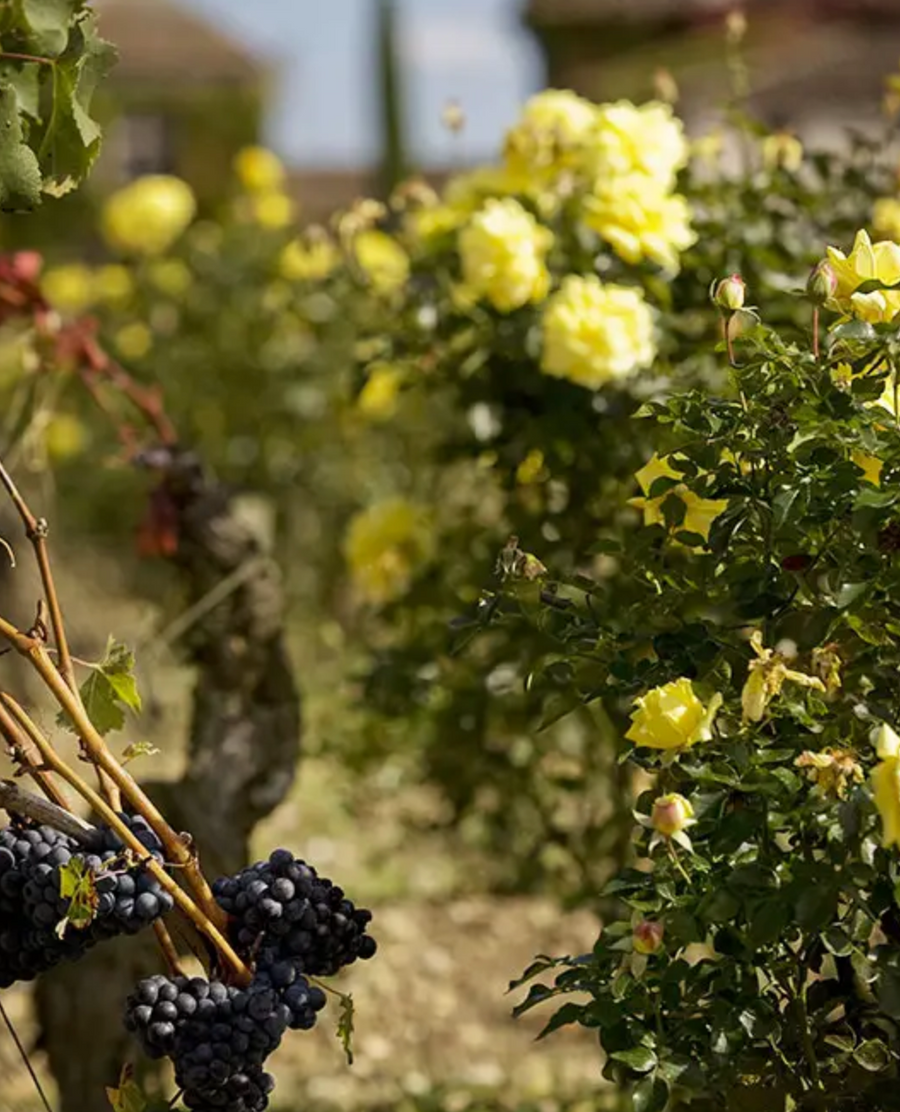 Château Smith Haut Lafitte Pessac-Léognan 2015