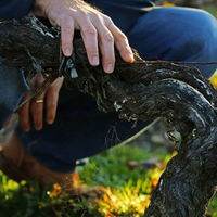 Château Smith Haut Lafitte Pessac-Léognan 2015