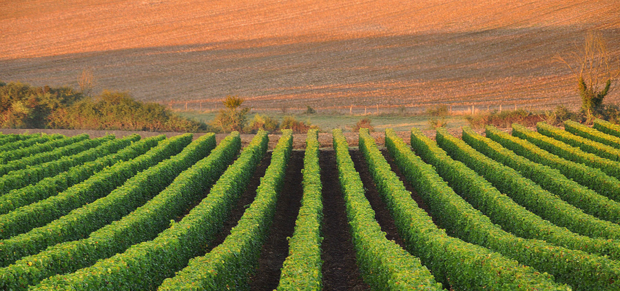 Domaine de l'Ermitage Menetou-Salon 2021